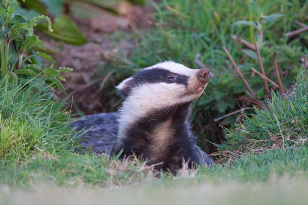 Badger sniffing the air